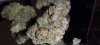 IMG_6454.jpeg