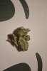 IMG_6548.jpeg
